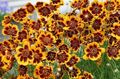 pomarańczowy Ogrodowe Kwiaty Kosmidium, Cosmidium burridgeanum, Thelesperma burridgeanum zdjęcie, uprawa i opis, charakterystyka i hodowla