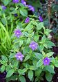 Foto Busch Violetten, Saphir Blume Beschreibung, Merkmale und wächst