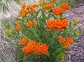 oranžový Záhradné kvety Butterflyweed, Asclepias tuberosa fotografie, pestovanie a popis, vlastnosti a pestovanie