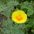 giallo I fiori da giardino California Papavero, Eschscholzia californica foto, la lavorazione e descrizione, caratteristiche e la coltivazione