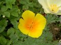 Photo California Poppy description, characteristics and growing
