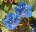 Photo Californian bluebell, Lacy Phacelia, Blue Curls, Caterpillar, Fiddleneck, Spider Flower, Wild Heliotrope description, characteristics and growing