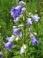 svetlo modra Vrtno Cvetje Campanula, Zvončica fotografija, gojenje in opis, značilnosti in rast