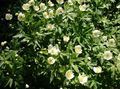 white Garden Flowers Canada Anemone, Meadow Anemone, Anemone canadensis Photo, cultivation and description, characteristics and growing