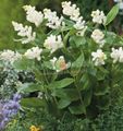 hvit Hage blomster Canada Mayflower, Falsk Liljekonvall, Smilacina, Maianthemum  canadense Bilde, dyrking og beskrivelse, kjennetegn og voksende