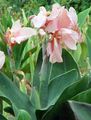 ピンク 庭の花 カンナのユリ、インドショット工場, Canna フォト, 栽培 と 説明, 特性 と 成長