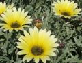 Foto Kapgänseblümchen, Monarch Der Steppe Beschreibung, Merkmale und wächst