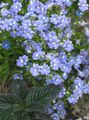 bleu ciel les fleurs du jardin Bijoux Cape, Nemesia Photo, la culture du sol et la description, les caractéristiques et un cultivation