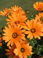 Photo Cape Marigold, African Daisy description, characteristics and growing