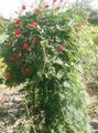 Foto Kardinal Bergsteiger, Zypresse-Rebe, Indisches Rosa Beschreibung, Merkmale und wächst