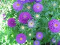 Photo China Aster description, characteristics and growing