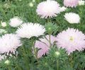 rosa Trädgårdsblommor Aster, Callistephus chinensis Fil, uppodling och beskrivning, egenskaper och odling