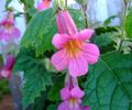 rosa Gartenblumen Chinesische Fingerhut, Rehmannia Foto, Anbau und Beschreibung, Merkmale und wächst