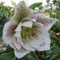 bela Vrtno Cvetje Teloh, Postnem Rose, Helleborus fotografija, gojenje in opis, značilnosti in rast