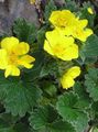 žlutý Zahradní květiny Mochna, Potentilla fotografie, kultivace a popis, charakteristiky a pěstování