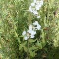 Photo Clarkia, Garland Flower, Mountain Garland description, characteristics and growing