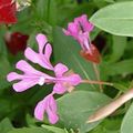 rosa Clarkia, Girlande Blume, Bergkranz Foto, Anbau und Beschreibung, Merkmale und wächst
