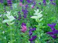 Photo Clary Sage, Painted Sage, Horminum Sage description, characteristics and growing