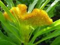 Foto Hahnenkamm, Plume Pflanze, Fischgrätenartig Amaranth Beschreibung, Merkmale und wächst