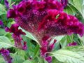 bordeaux Tuin Bloemen Hanekam, Pluim Plant, Gevederde Amarant, Celosia foto, teelt en beschrijving, karakteristieken en groeiend