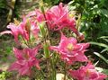 pink Garden Flowers Columbine flabellata, European columbine, Aquilegia Photo, cultivation and description, characteristics and growing