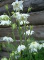 white Garden Flowers Columbine flabellata, European columbine, Aquilegia Photo, cultivation and description, characteristics and growing