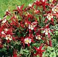 red Garden Flowers Columbine flabellata, European columbine, Aquilegia Photo, cultivation and description, characteristics and growing