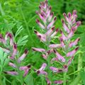 pink Garden Flowers Common Fumitory, Beggary, Earth Smoke, Wax Dolls, Fumaria officinalis Photo, cultivation and description, characteristics and growing
