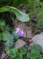 Foto Cortusa, Alpenglocken Beschreibung, Merkmale und wächst