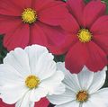 Photo Cosmos description, characteristics and growing