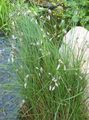 ホワイト 庭の花 綿の草, Eriophorum フォト, 栽培 と 説明, 特性 と 成長