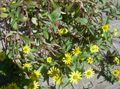 žlutý Zahradní květiny Plíživý Cínie, Sanvitalia fotografie, kultivace a popis, charakteristiky a pěstování