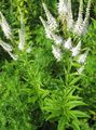 白 园林花卉 卡尔弗的根，鲍曼的根，根黑, Veronicastrum virginicum 照, 养殖 和 描述, 特点 和 成长