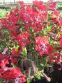 sarkans Dārza Ziedi Kufejas, Cuphea Foto, audzēšana un apraksts, raksturlielumi un augošs