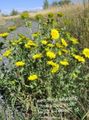 white Garden Flowers Curly Cup Gumweed, Grindelia squarrosa Photo, cultivation and description, characteristics and growing