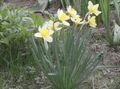 valkoinen Puutarhakukat Pääsiäislilja, Narcissus kuva, muokkaus ja tuntomerkit, ominaisuudet ja viljely