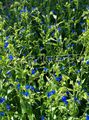 modrý Den Květina, Spiderwort, Vdovy Slzy, Commelina fotografie, kultivace a popis, charakteristiky a pěstování