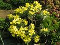 黄 庭の花 Degenia フォト, 栽培 と 説明, 特性 と 成長