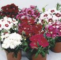 wit Tuin Bloemen Dianthus, China Roze, Dianthus chinensis foto, teelt en beschrijving, karakteristieken en groeiend