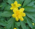 Foto Doppel Blühten Gelbe Buschwindröschen, Anemone Butterblume Beschreibung, Merkmale und wächst