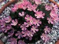 rosa Hage blomster Douglasia, Rocky Mountain Dverg-Kusymre, Vita Bilde, dyrking og beskrivelse, kjennetegn og voksende