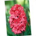 црвено Баштенске Цветови Холандски Зумбул, Hyacinthus фотографија, култивација и опис, карактеристике и растуће