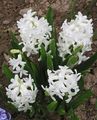 Photo Dutch Hyacinth description, characteristics and growing