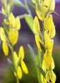 sárga Kerti Virágok Dyer Greenweed, Genista tinctoria fénykép, termesztés és leírás, jellemzők és növekvő