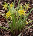 yellow Garden Flowers Early Star-of-Bethlehem, Gagea Photo, cultivation and description, characteristics and growing