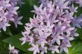 Photo Egyptian star flower, Egyptian Star Cluster description, characteristics and growing