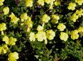 gul Trädgårdsblommor Nattljus, Oenothera fruticosa Fil, uppodling och beskrivning, egenskaper och odling