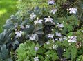 lila Vrtno Cvetje False Anemone, Anemonopsis macrophylla fotografija, gojenje in opis, značilnosti in rast