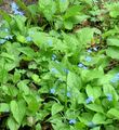 lyse blå Hage blomster False Glemmer-Meg-Ikke, Brunnera macrophylla Bilde, dyrking og beskrivelse, kjennetegn og voksende