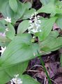 Photo False Lily of the Valley, Wild Lily of the Valley, Two-leaf False Solomon's Seal description, characteristics and growing